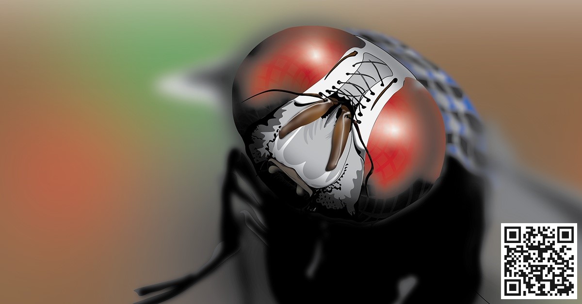 Read more about the article I am Housefly (the Man in the Buzzer Speaks)