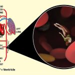 The Circulatory System: A look into the Red Prison