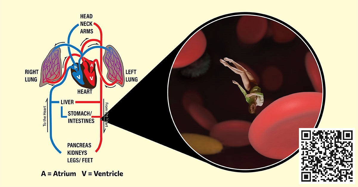 Read more about the article The Circulatory System: A look into the Red Prison