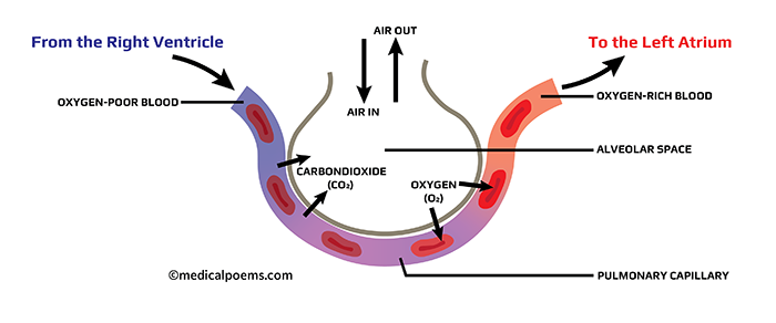 Alveoli Oxygen and Carbondioxide gas exchange in the lungs