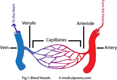 Blood Vessels in the Circulatory System