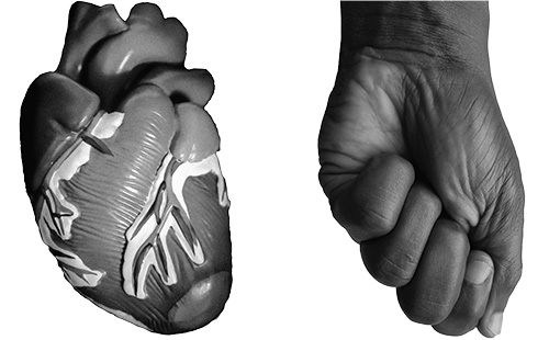 The Heart is the size and shape of a fist