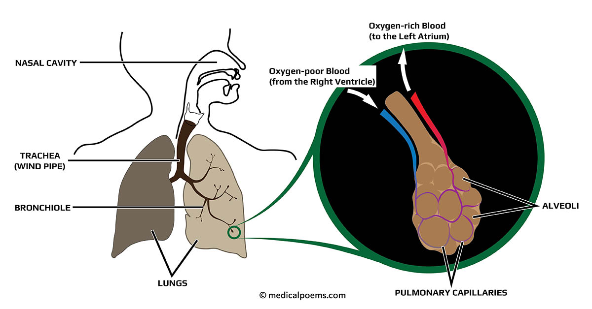 Lungs, Alveoli and Pulmonary Capillaries