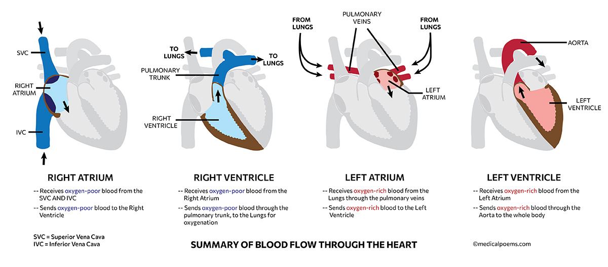 Summary of blood flow through the heart