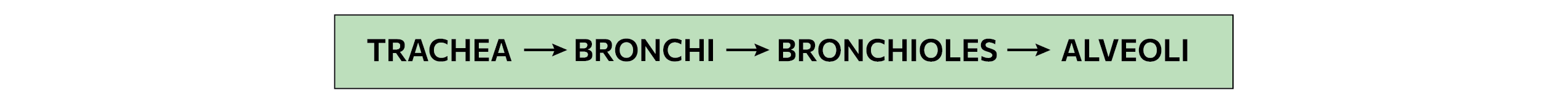 Trachea to Bronchi to Bronchioles to alveoli