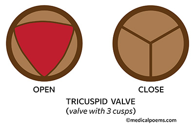 Heart Valve with 3 'cusps' (tricuspid valve)