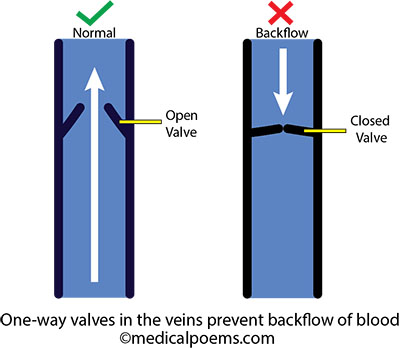 One-way valves in the veins prevent back flow of blood