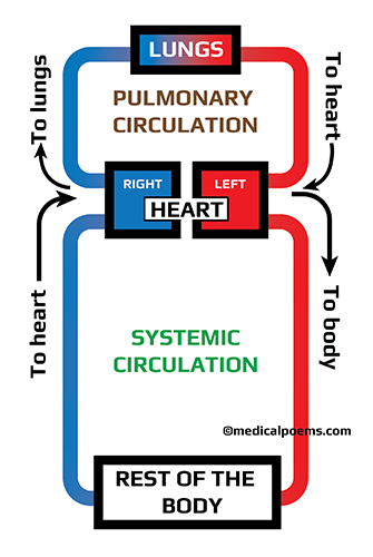 Simple illustration of Pulmonary and Systemic divisions of the Circulatory System