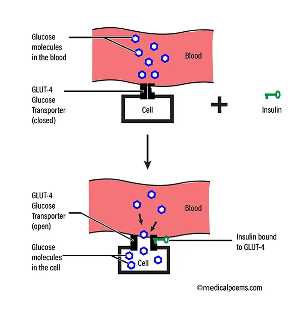 Interaction of Insulin and GLUT-4 Glucose transporter. Deficiency of Insulin or improper interaction between Insulin and GLUT-4 causes Diabetes.